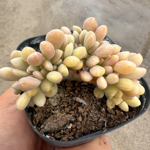 醉美人缀化 多肉植物 肉肉植物 室内阳台绿植盆栽花卉 陌上花