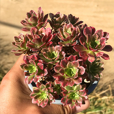 陌上花嘉年华法师多肉植物