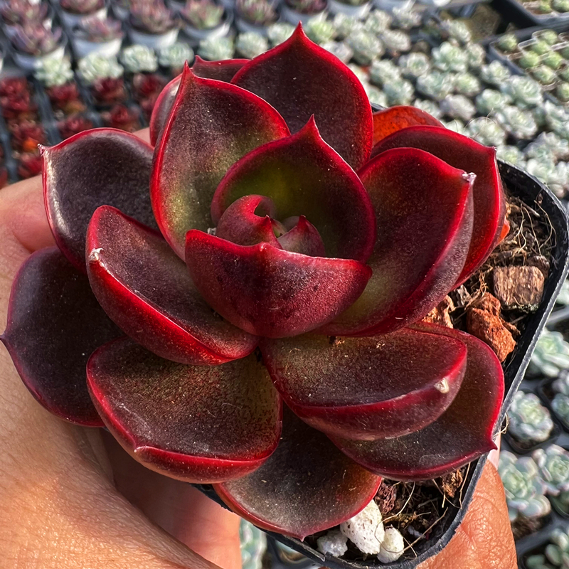 红灯 多肉植物 肉肉植物 室内阳台绿植盆栽花卉 陌上花