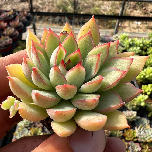 女雏 多肉植物 肉肉植物 室内阳台绿植盆栽花卉 陌上花