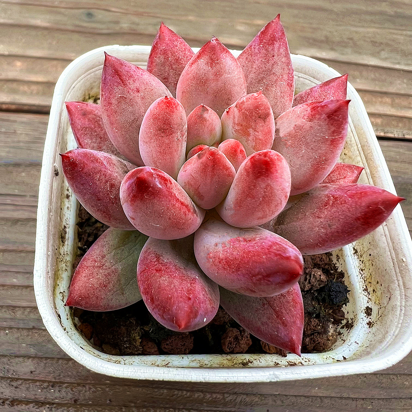 金鱼姬多肉植物控养小萌物陌上花图片