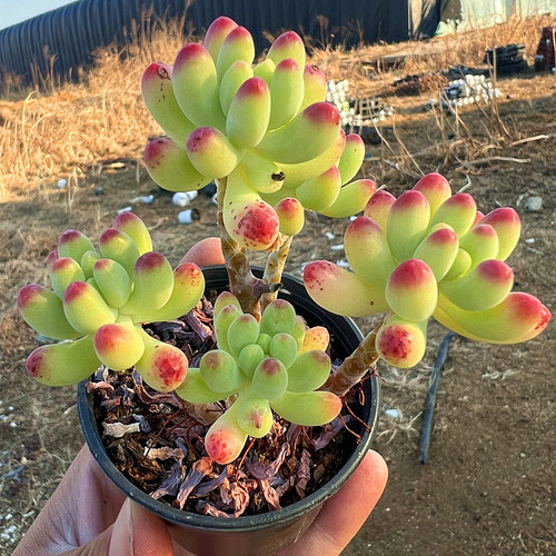 果冻乙女心老桩多肉植物陌上花