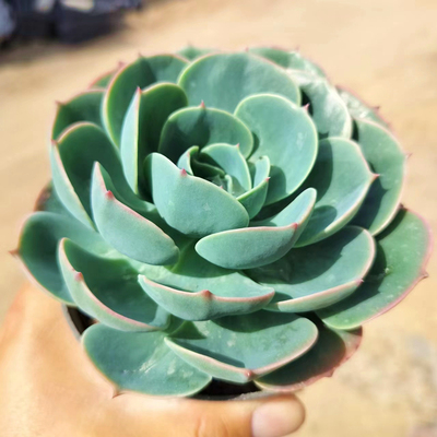 陌上花玉蝶大单头多肉植物