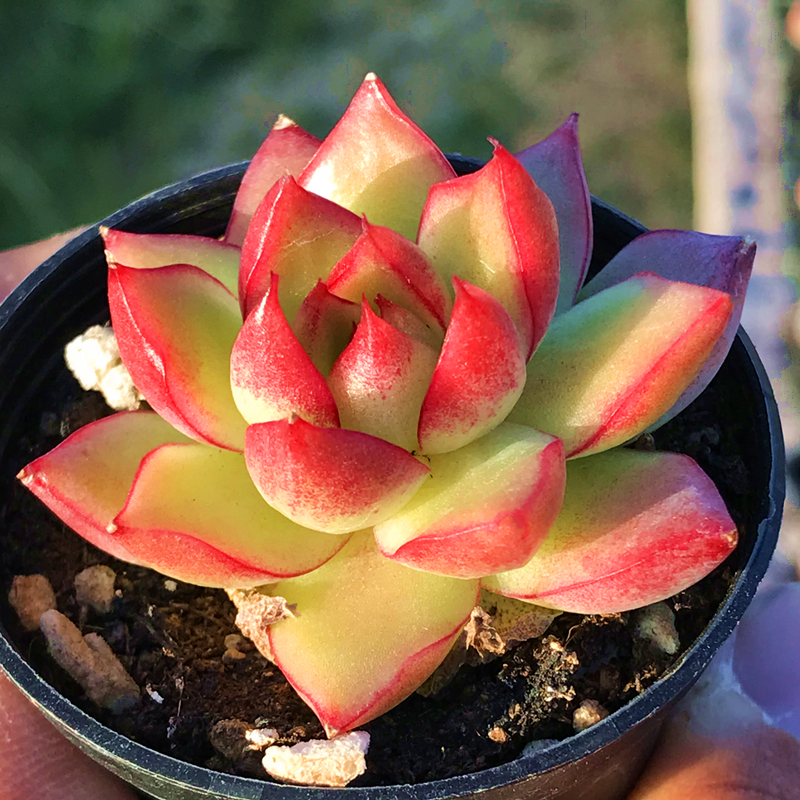 梦幻女王 多肉植物 肉肉植物 萌肉肉组合盆栽 室内花卉 陌上花