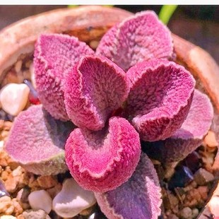 哈默猪肝水泡 多肉植物 肉肉植物 萌肉肉组合盆栽花卉 陌上花