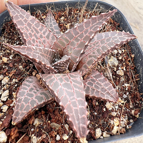 龙鳞 硬叶十二卷多肉植物 肉肉植物 室内阳台绿植盆栽花卉 陌上花