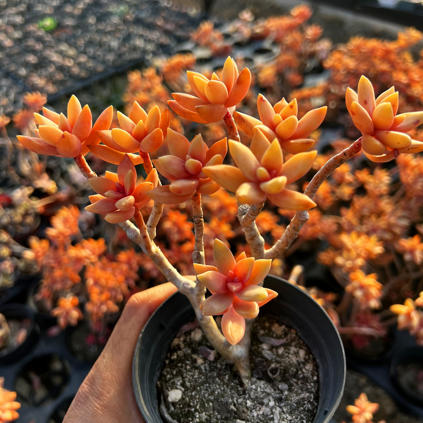 果冻布丁老桩 铭月多肉植物 肉肉植物 萌肉肉组合盆栽花卉 陌上花
