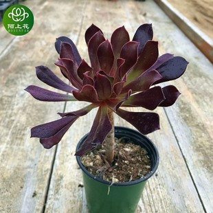 黑法师多肉植物 肉肉植物 室内阳台绿植盆栽花卉 陌上花