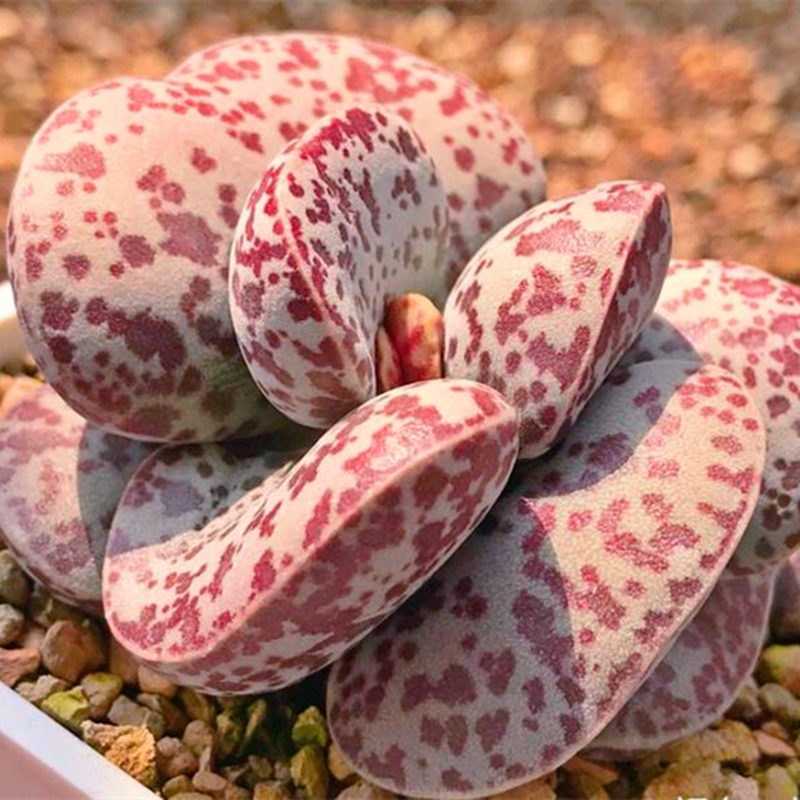 花蛋水泡 多肉植物 肉肉植物 萌肉肉组合盆栽室内阳台花卉 陌上花,鲜花速递/花卉仿真/绿植园艺,多肉植物,淘宝优惠券,粉丝福利购,淘宝优惠卷