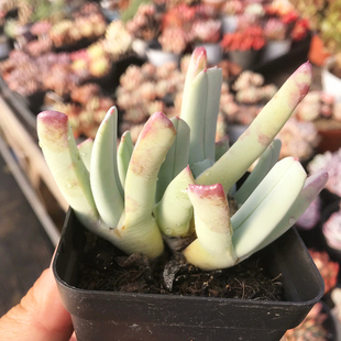 蟹钳花 虾钳花 多肉植物生石花肉锥番杏 室内阳台盆栽花卉 陌上花