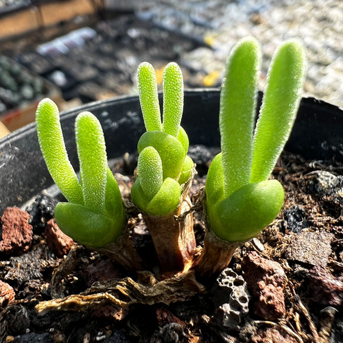 碧光环小兔子多肉植物陌上花