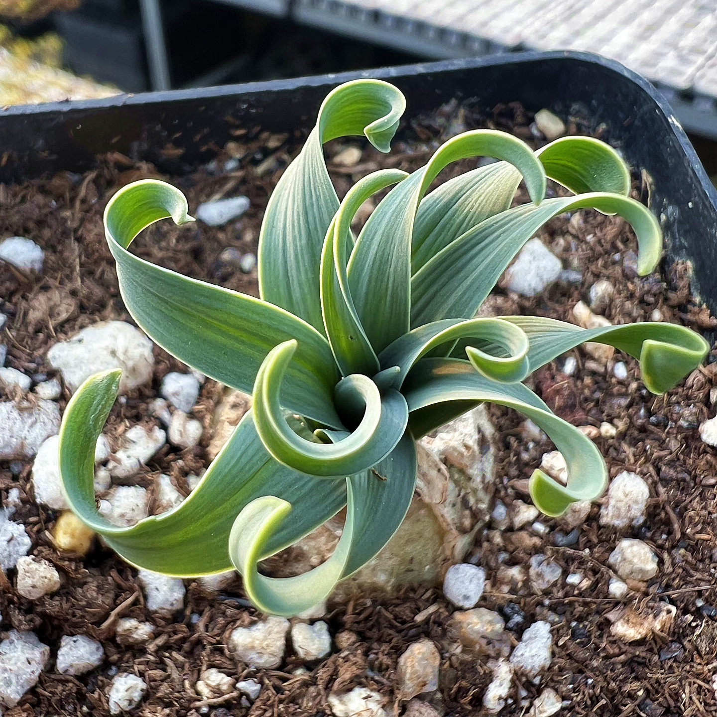 宽叶弹簧草 多肉植物 室内阳台绿植盆栽花卉 陌上花,鲜花速递/花卉仿真/绿植园艺,多肉植物,淘宝优惠券,粉丝福利购,淘宝优惠卷