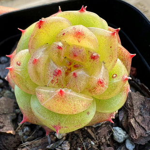 室内阳台绿植盆栽花卉 肉肉植物 陌上花 多肉植物 糖心珍妮