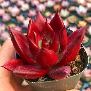 室内阳台绿植盆栽花卉 肉肉植物 陌上花 多肉植物 罗宾