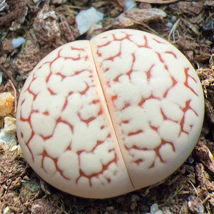 大白 绫耀玉 生石花春桃玉多肉植物 室内阳台绿植盆栽花卉 陌上花