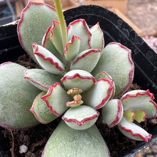 萌肉肉组合盆栽室内阳台花卉 肉肉植物 陌上花 多肉植物 巧克力线