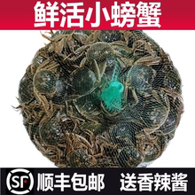 现货六月黄小螃蟹鲜活一元蟹二元蟹河蟹毛蟹醉蟹大闸蟹稻田蟹海鲜