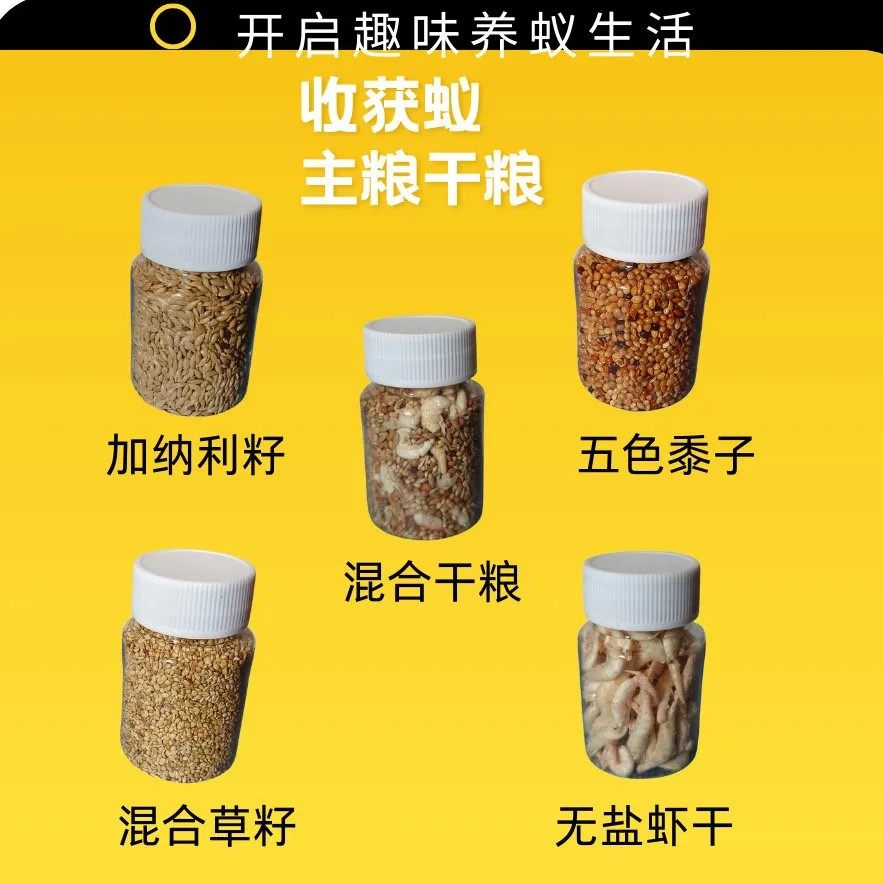 宠物蚂蚁收获蚁干粮挂机收获蚁种子蚂蚁虾干蚂蚁工坊学生养蚂蚁