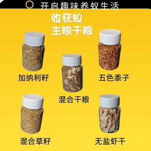 宠物蚂蚁收获蚁干粮挂机收获蚁种子蚂蚁虾干蚂蚁工坊学生养蚂蚁