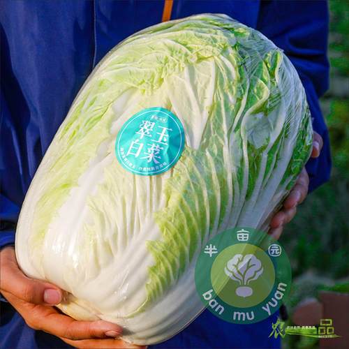 新疆·焉耆·半亩园有机翠玉白菜