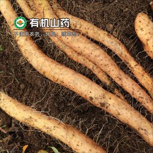 有机糯山药四川雅安宝兴县不用农药化肥高山粉糯野生品种产地直发
