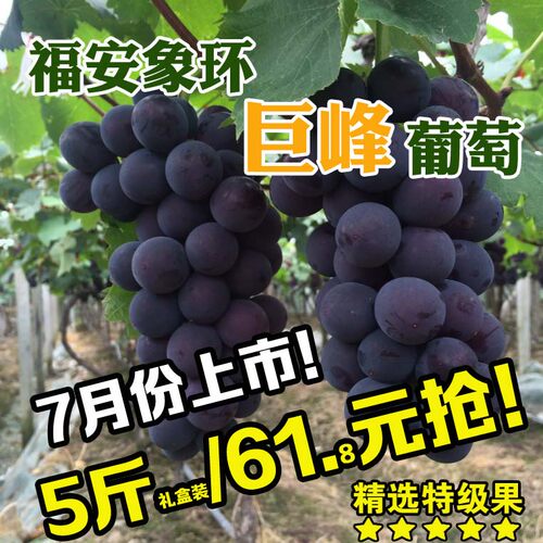 （7月12-15号发货）福建福安巨峰葡萄象环葡萄礼盒装新鲜水果特产