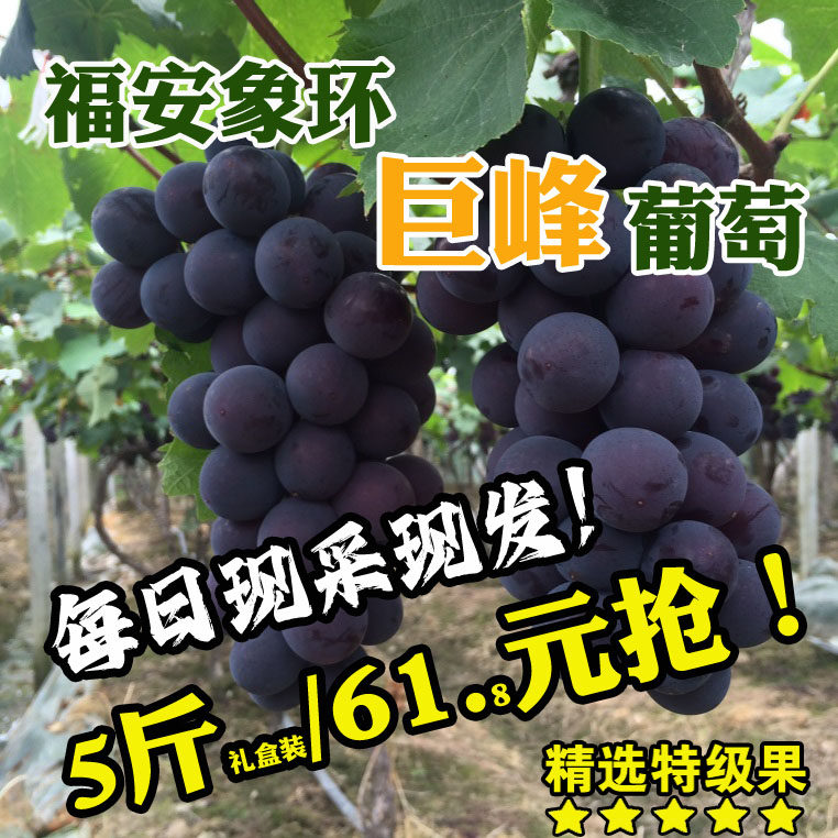 福建福安巨峰葡萄象环大棚葡萄高山晚熟礼盒装新鲜水果特产黑藤