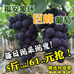 福建福安巨峰葡萄象环大棚葡萄高山晚熟礼盒装新鲜水果特产黑藤