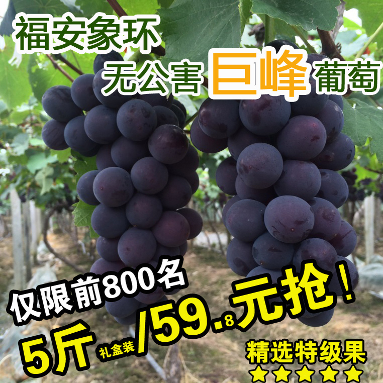 福安巨峰葡萄象环葡萄新鲜水果