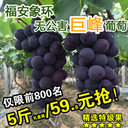 福建福安巨峰葡萄象环大棚葡萄高山晚熟礼盒装新鲜水果特产黑藤