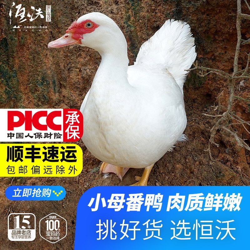 农家红脸番鸭散养土鸭子整只飞鸭清水鸭谷饲母鸭新鲜生鸭肉活体杀