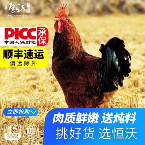 恒沃新鲜土鸡保证好吃农家散养