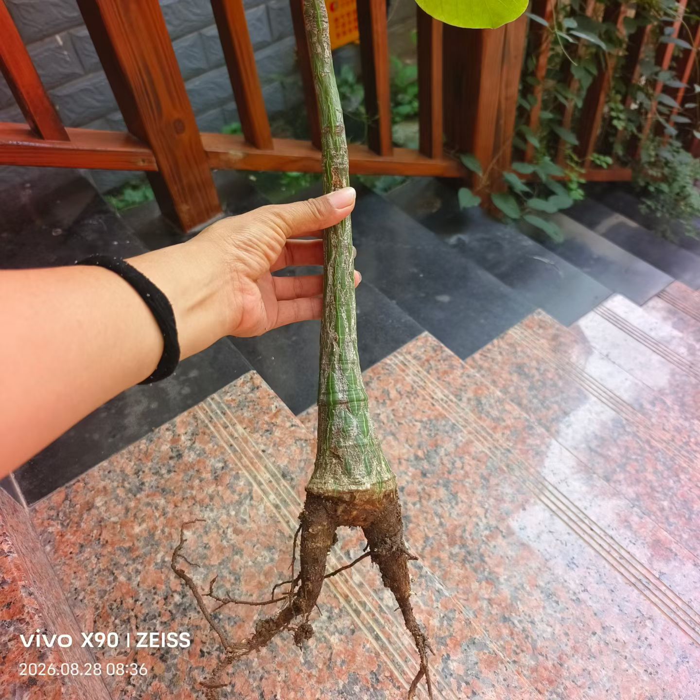 龟甲木棉,扦插株块根潮流植物室内盆栽多肉一物一拍包邮8/28