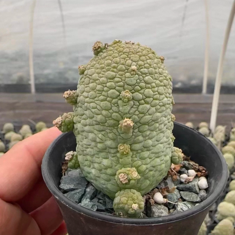实生凝蹄玉,萝藦科哥斯拉主头4CM,含崽5CM沙生绿植一物一拍2/25