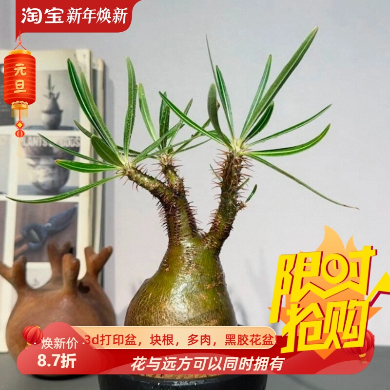 鬼切阁大戟大戟科潮流 小众绿植桌面块根一物一拍多肉包邮12/22
