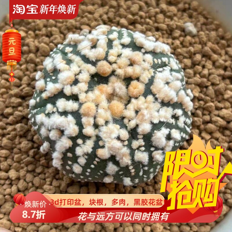 泰系实生花园兜/p51星兜属潮流仙人球一物一拍稀有品种包邮7/19