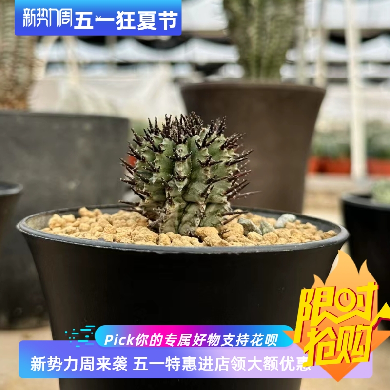 羽田魁伟玉有两株侧芽育成…均为4CM大戟科块根一物一拍包邮3/9～