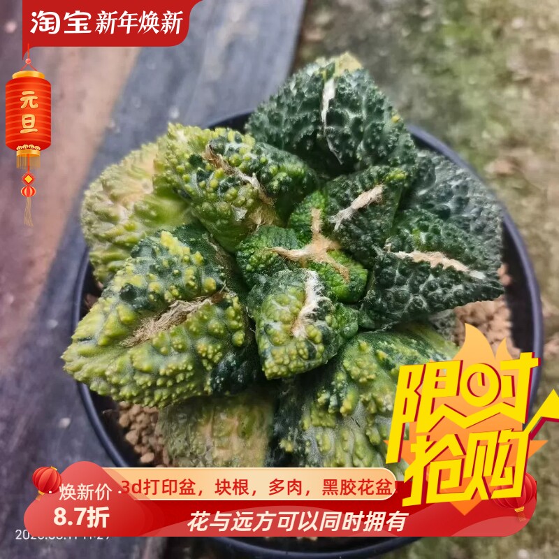 菜花牡丹锦,自根株可带盆发货仙人球室内盆栽多肉一物一拍8/11