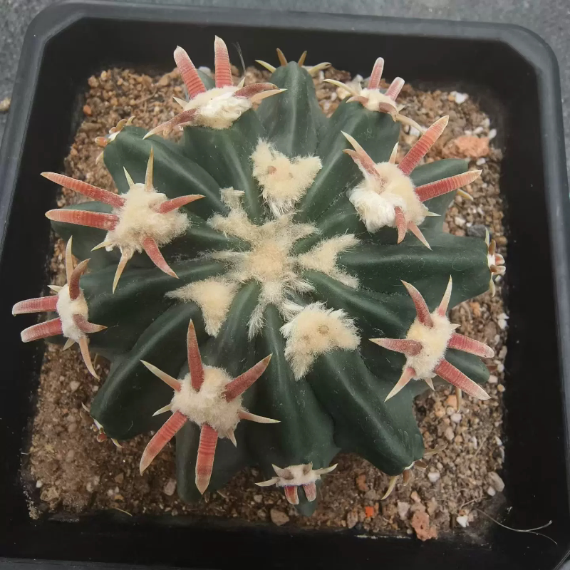 实生短割刺凌波仙人球沙生桌面植物带盆发一物一拍6/9