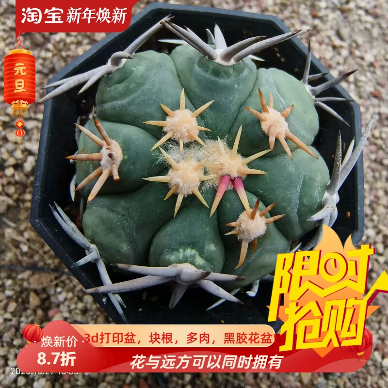 短豪刺翠平丸自根侧芽株潮流仙人球稀有品多肉一物一拍包邮10/28