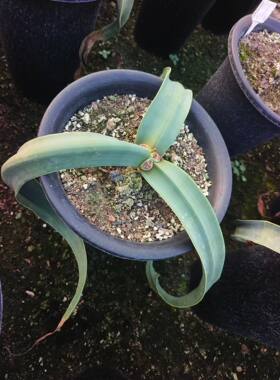 三叶百岁兰千岁兰潮流沙生块根植物一物一拍仙人球多肉包邮7/21