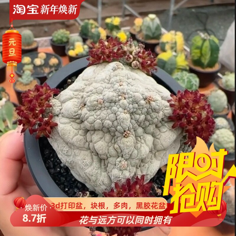 实生凝蹄玉,哥斯拉造型蜥蜴皮纹块根植物桌面一物一拍多肉11/20