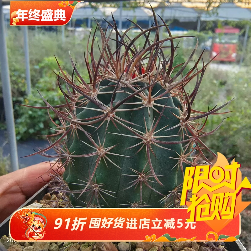 实生林氏幻虾鹿角柱属仙人球潮流懒人植物一物一拍室内盆栽10/19