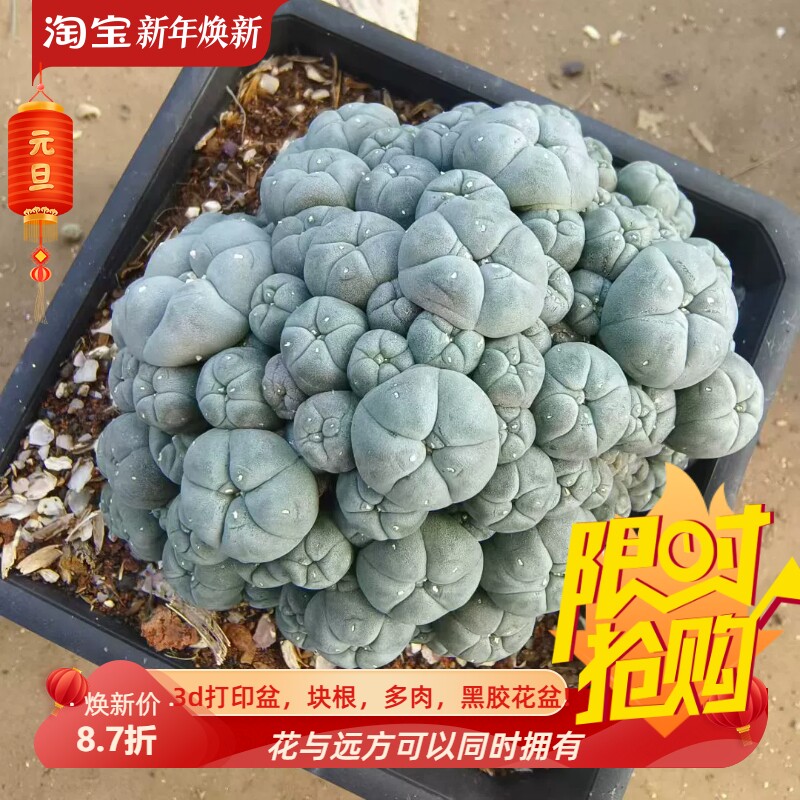 子吹群生根好无刺草球桌面仙人球 沙生桌面一物一拍多肉11/25