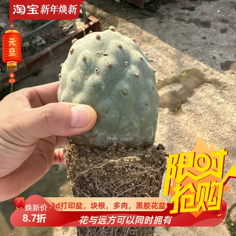 大型习志野8.1CM可达到10CM可带盆发仙人球桌面一物一拍多肉11/17