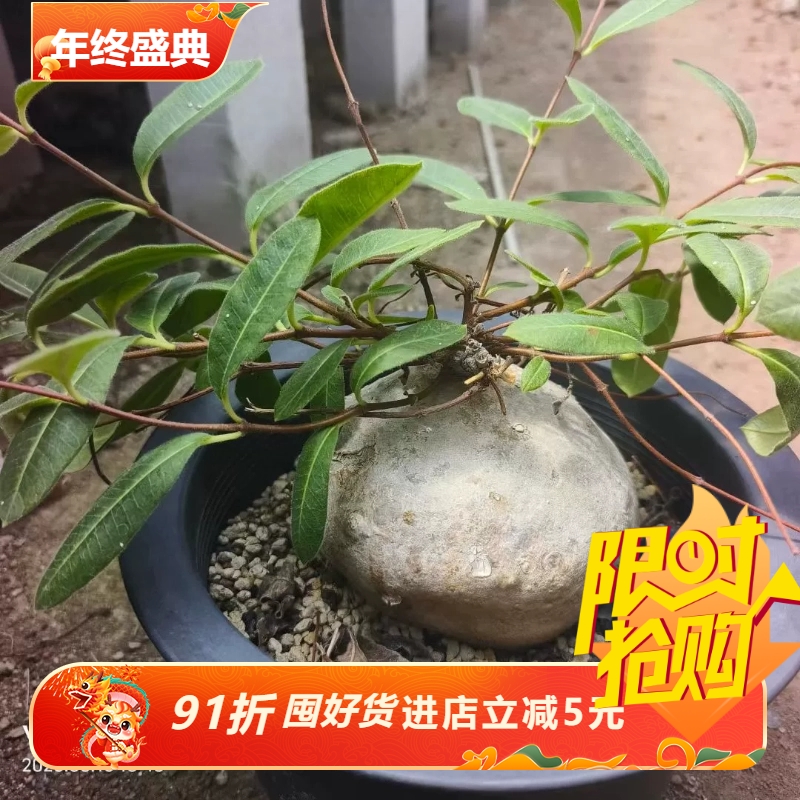 白皮萝藦萝藦科潮流懒人块根多肉一物一拍室内盆栽包邮6/15