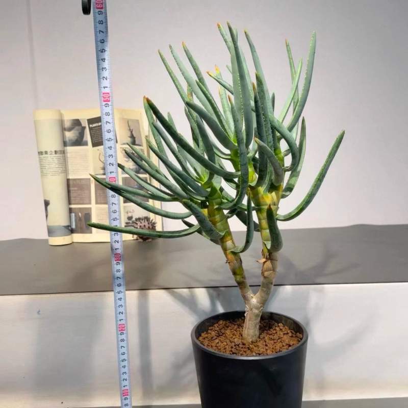 多岐芦荟,老桩,自然双分叉潮流懒人稀有块根植物一物一拍6/26