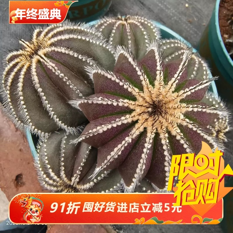 落地群生桎刺尤伯球群懒人仙人球稀有品多肉一物一拍包邮10/30