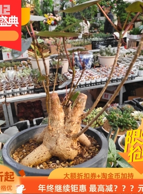 红叶榕叶片呈红色潮流块根不含盆一物一拍室内盆栽潮流多肉10/14
