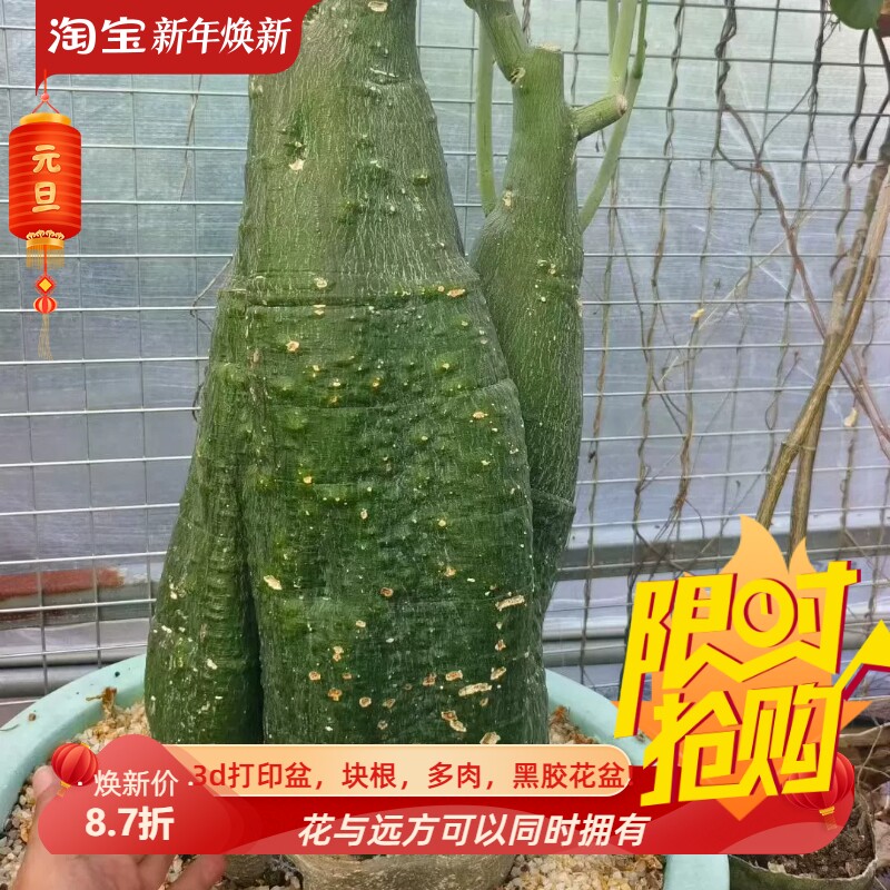 肚围27左右绿皮毒腺蔓很古德的块根一物一拍多肉包邮稀有11/17